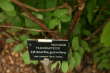 Astragalus gummifer RCP5-2014 084 a synonym.JPG